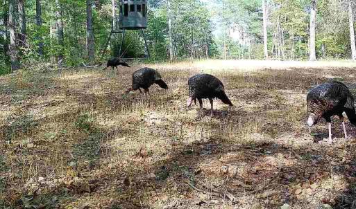 Photo #31 of 24.97 ac STRIBLING SPRINGS RD, MOUNT SOLON, VA 25.0 acres