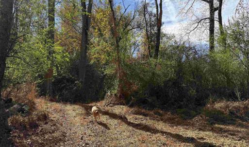 Photo #42 of BRIDGEPORT RD, ARVONIA, VA 29.4 acres
