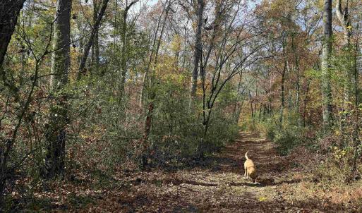 Photo #46 of BRIDGEPORT RD, ARVONIA, VA 29.4 acres