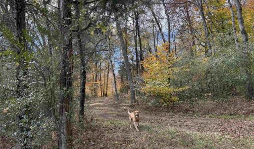 Photo #31 of BRIDGEPORT RD, ARVONIA, VA 29.4 acres