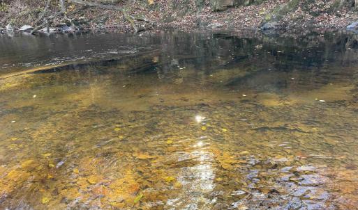 Photo #56 of BRIDGEPORT RD, ARVONIA, VA 29.4 acres