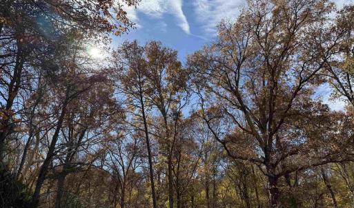 Photo #48 of BRIDGEPORT RD, ARVONIA, VA 29.4 acres