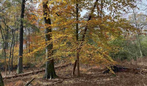 Photo #27 of BRIDGEPORT RD, ARVONIA, VA 29.4 acres