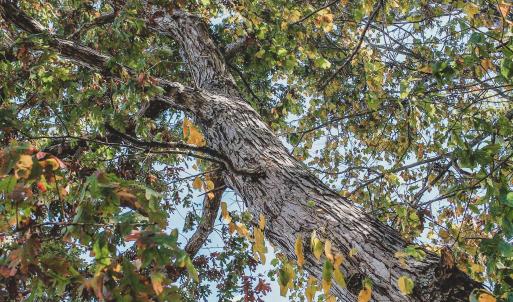 Photo #22 of 17 ROLLING RD S, SCOTTSVILLE, VA 17.4 acres
