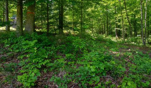 Photo #13 of 255 CEDAR GLEN CLOSE, NELLYSFORD, VA 0.4 acres