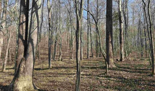 Photo #19 of PAYNES POND RD, SCOTTSVILLE, VA 118.0 acres