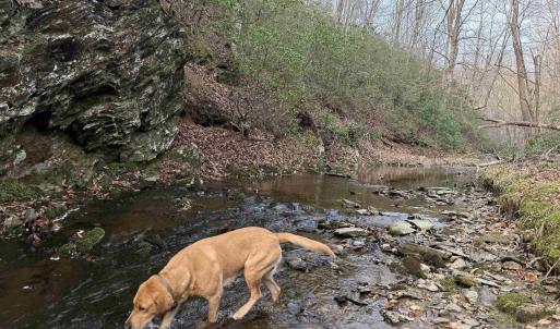 Photo #51 of PAYNES POND RD, SCOTTSVILLE, VA 118.0 acres