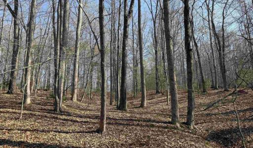 Photo #17 of PAYNES POND RD, SCOTTSVILLE, VA 118.0 acres