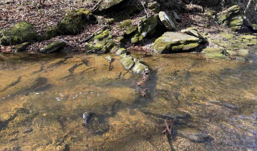 Photo #21 of PAYNES POND RD, SCOTTSVILLE, VA 118.0 acres