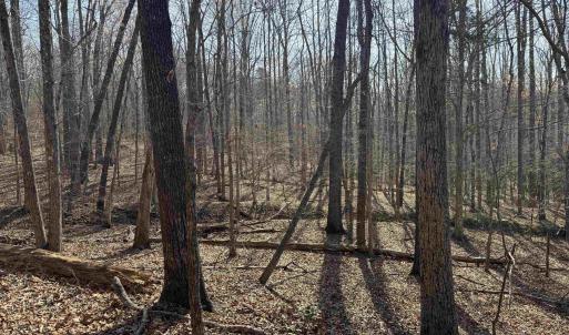 Photo #25 of PAYNES POND RD, SCOTTSVILLE, VA 118.0 acres