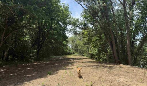Photo #65 of PAYNES POND RD, SCOTTSVILLE, VA 118.0 acres