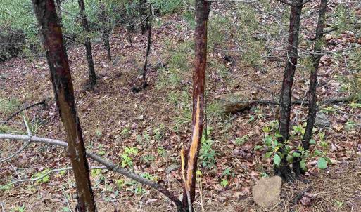 Photo #19 of BLACK ROCK LN, INDEPENDENCE, VA 82.0 acres