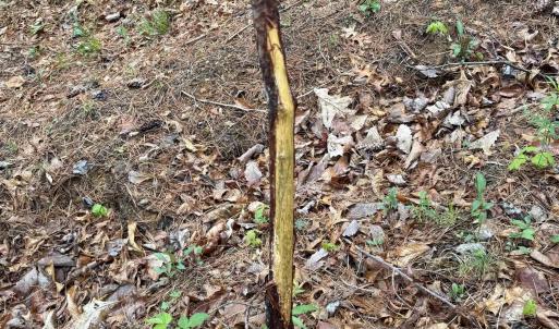 Photo #23 of BLACK ROCK LN, INDEPENDENCE, VA 82.0 acres