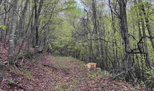 Photo #28 of BLACK ROCK LN, INDEPENDENCE, VA 82.0 acres