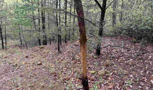 Photo #18 of BLACK ROCK LN, INDEPENDENCE, VA 82.0 acres