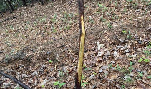 Photo #20 of BLACK ROCK LN, INDEPENDENCE, VA 82.0 acres