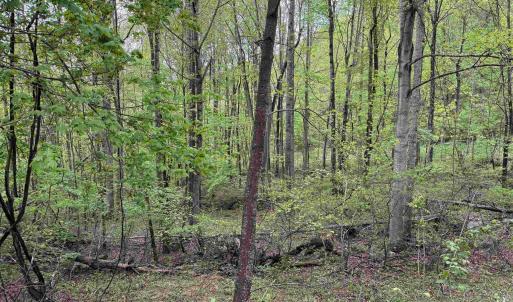 Photo #9 of BLACK ROCK LN, INDEPENDENCE, VA 82.0 acres