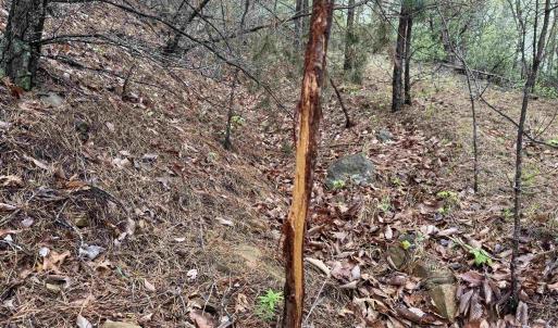 Photo #14 of BLACK ROCK LN, INDEPENDENCE, VA 82.0 acres