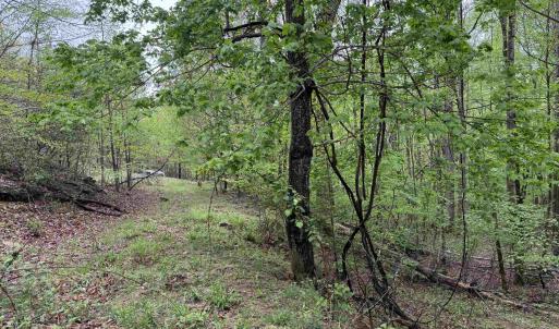 Photo #8 of BLACK ROCK LN, INDEPENDENCE, VA 82.0 acres
