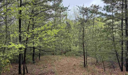 Photo #30 of BLACK ROCK LN, INDEPENDENCE, VA 82.0 acres