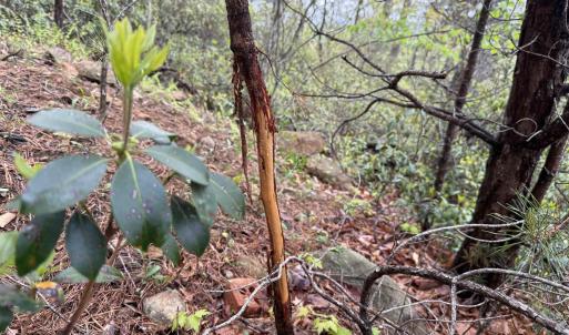 Photo #15 of BLACK ROCK LN, INDEPENDENCE, VA 82.0 acres