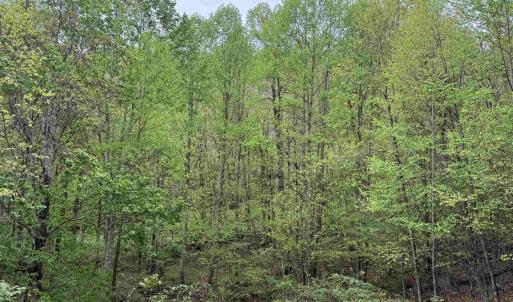 Photo #7 of BLACK ROCK LN, INDEPENDENCE, VA 82.0 acres