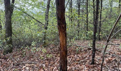 Photo #17 of BLACK ROCK LN, INDEPENDENCE, VA 82.0 acres