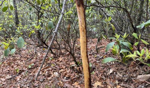 Photo #16 of BLACK ROCK LN, INDEPENDENCE, VA 82.0 acres