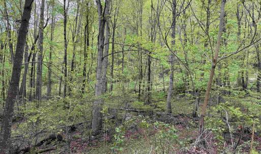 Photo #10 of BLACK ROCK LN, INDEPENDENCE, VA 82.0 acres