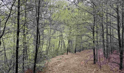Photo #13 of BLACK ROCK LN, INDEPENDENCE, VA 82.0 acres