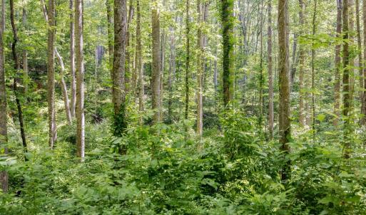native to this specific region planted in 2021 and 2022