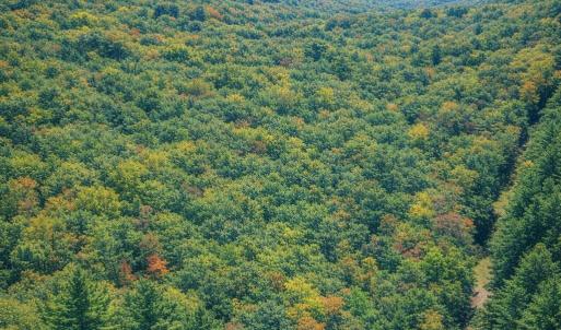 Photo #2 of LOT 170 FOREST RIDGE TRL, FORT VALLEY, VA 0.9 acres