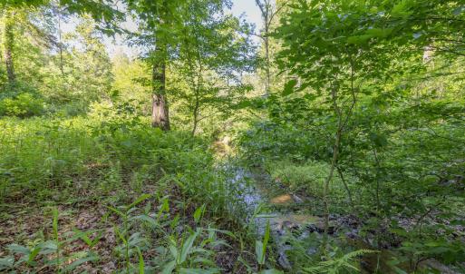 Photo #8 of 7676 OLD DOMINION RD, SCHUYLER, VA 40.3 acres