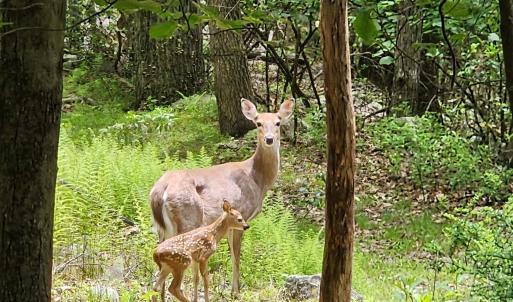 Photo #1 of 39V HIGH VALLEY DR, MONTEREY, VA 5.0 acres