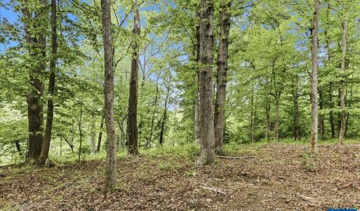 Photo #19 of 615 HALF MILE BRANCH RD, CROZET, VA 5.0 acres