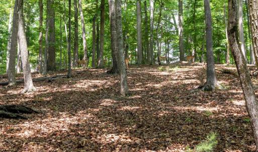 Photo #26 of 31 FAIRWOOD PL, PALMYRA, VA 1.4 acres