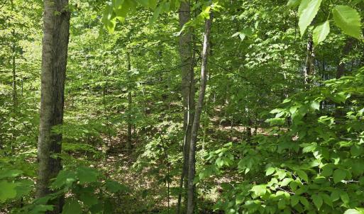 Photo #6 of 717 JEFFERSON DR, PALMYRA, VA 0.5 acres