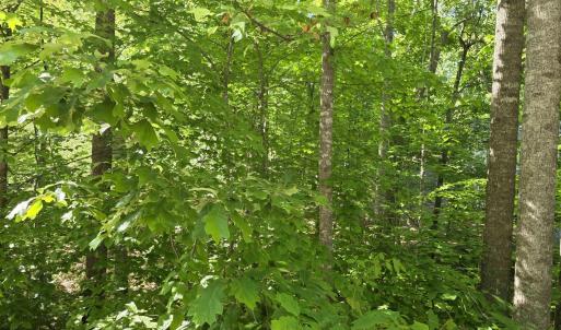 Photo #5 of 717 JEFFERSON DR, PALMYRA, VA 0.5 acres