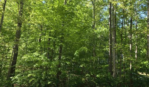 Photo #4 of 717 JEFFERSON DR, PALMYRA, VA 0.5 acres