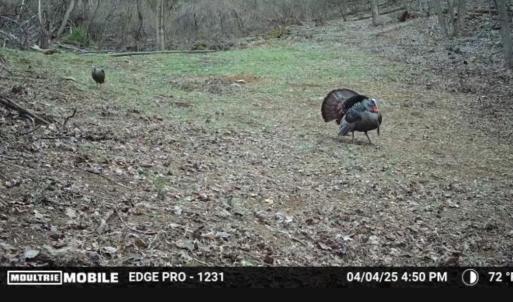 Trail Cam Photo