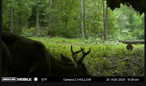 Trail Cam Photo