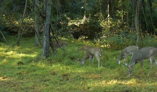 Trail Cam Photo