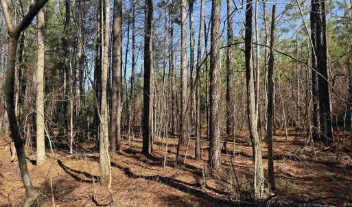 Photo #8 of 1 MAPLE BRIDGE RD, DILLWYN, VA 24.6 acres