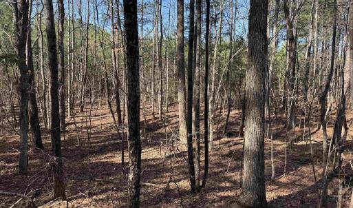 Photo #5 of 1 MAPLE BRIDGE RD, DILLWYN, VA 24.6 acres