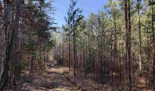 Photo #4 of 1 MAPLE BRIDGE RD, DILLWYN, VA 24.6 acres