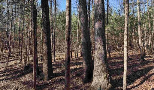 Photo #7 of 1 MAPLE BRIDGE RD, DILLWYN, VA 24.6 acres