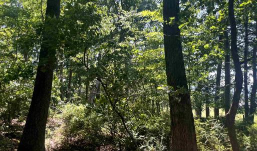 Photo #10 of TBD SPOTTSWOOD RD, SPOTTSWOOD, VA 3.6 acres