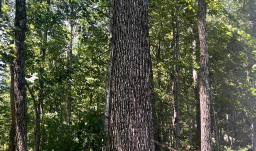 Photo #4 of TBD SPOTTSWOOD RD, SPOTTSWOOD, VA 3.6 acres
