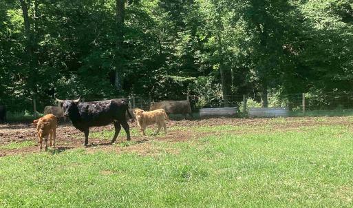 Photo #13 of ORKNEY GRADE, MOUNT JACKSON, VA 24.5 acres