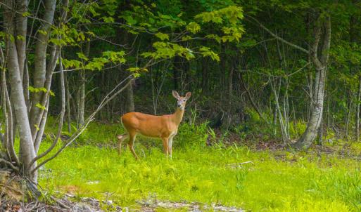 Photo #14 of GILBERT STATION RD, BARBOURSVILLE, VA 3.6 acres
